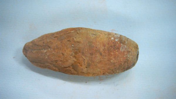 New Mexico Triassic Age Dinosaur Coprolite 52a | Fossils for Sale Genuine Triassic Age Dinosaur Coprolite Fossil for Sale from New Mexico #52a