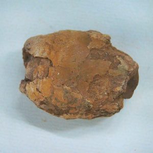 New Mexico Triassic Age Dinosaur Coprolite 55 | Fossils for Sale Genuine Triassic Age Dinosaur Coprolite Fossil for Sale from New Mexico #55