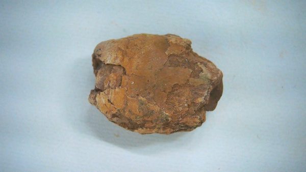 New Mexico Triassic Age Dinosaur Coprolite 55 | Fossils for Sale Genuine Triassic Age Dinosaur Coprolite Fossil for Sale from New Mexico #55