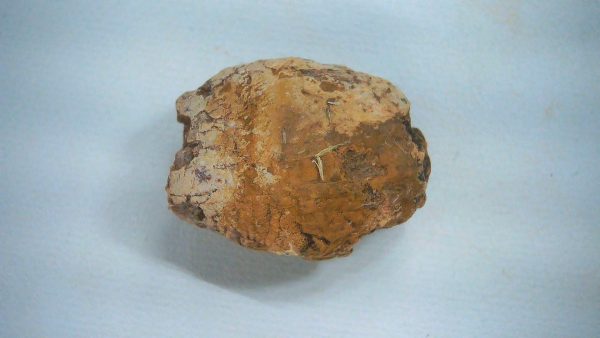 New Mexico Triassic Age Dinosaur Coprolite 55a | Fossils for Sale Genuine Triassic Age Dinosaur Coprolite Fossil for Sale from New Mexico #55a