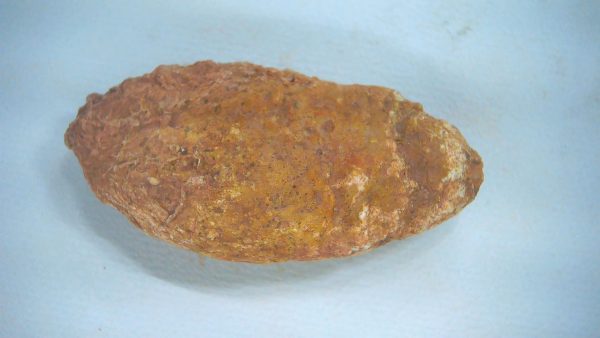 New Mexico Triassic Age Dinosaur Coprolite 60a | Fossils for Sale Genuine Triassic Age Dinosaur Coprolite Fossil for Sale from New Mexico #60a