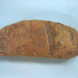 New Mexico Triassic Age Dinosaur Coprolite 61 | Fossils for Sale Genuine Triassic Age Dinosaur Coprolite Fossil for Sale from New Mexico #61