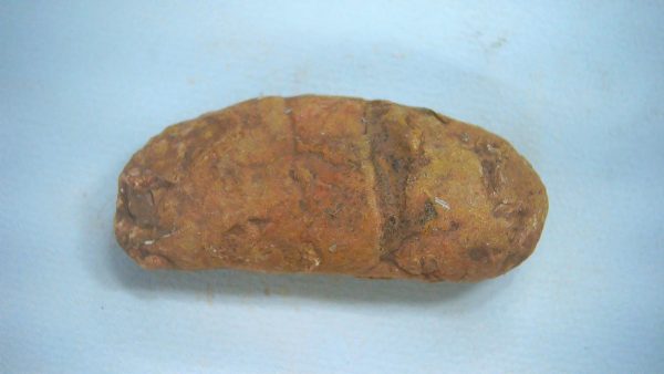 New Mexico Triassic Age Dinosaur Coprolite 61 | Fossils for Sale Genuine Triassic Age Dinosaur Coprolite Fossil for Sale from New Mexico #61