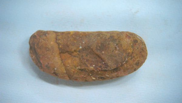 New Mexico Triassic Age Dinosaur Coprolite 61a | Fossils for Sale Genuine Triassic Age Dinosaur Coprolite Fossil for Sale from New Mexico #61a