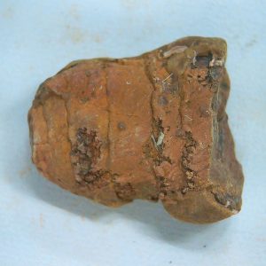 Genuine Triassic Age Dinosaur Coprolite Fossil for Sale from New Mexico #64