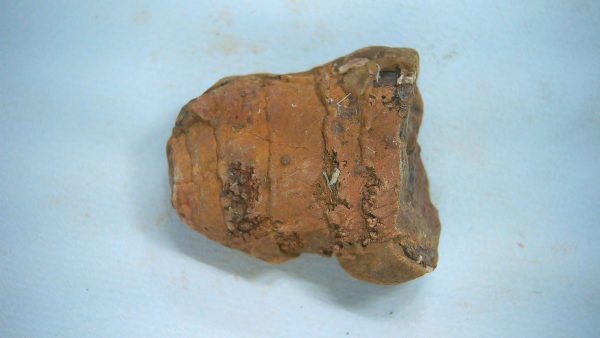 New Mexico Triassic Age Dinosaur Coprolite 64 | Fossils for Sale Genuine Triassic Age Dinosaur Coprolite Fossil for Sale from New Mexico #64