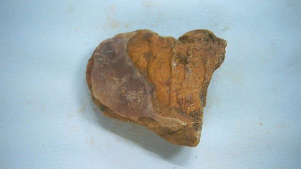 New Mexico Triassic Age Dinosaur Coprolite 64a | Fossils for Sale Genuine Triassic Age Dinosaur Coprolite Fossil for Sale from New Mexico #64a