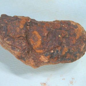 Genuine Triassic Age Dinosaur Coprolite Fossil for Sale from New Mexico #65