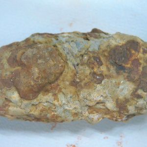 Genuine Triassic Age Dinosaur Coprolite Fossil for Sale from New Mexico #66
