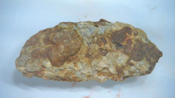 New Mexico Triassic Age Dinosaur Coprolite 66 | Fossils for Sale Genuine Triassic Age Dinosaur Coprolite Fossil for Sale from New Mexico #66