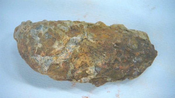 New Mexico Triassic Age Dinosaur Coprolite 66a | Fossils for Sale Genuine Triassic Age Dinosaur Coprolite Fossil for Sale from New Mexico #66a