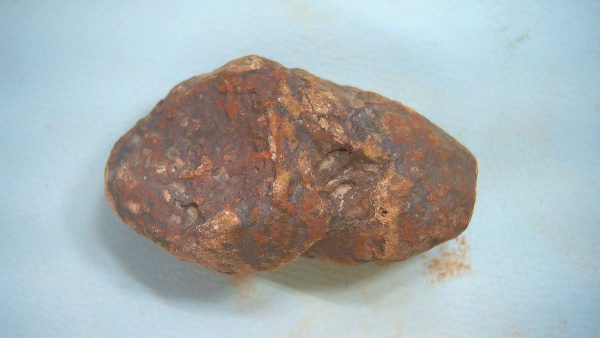 New Mexico Triassic Age Dinosaur Coprolite 67 | Fossils for Sale Genuine Triassic Age Dinosaur Coprolite Fossil for Sale from New Mexico #67