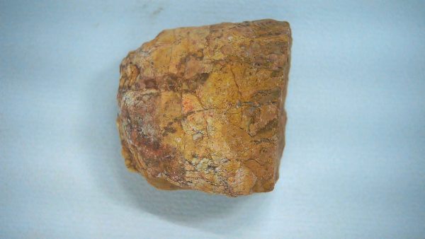 New Mexico Triassic Age Dinosaur Coprolite 68 | Fossils for Sale Genuine Triassic Age Dinosaur Coprolite Fossil for Sale from New Mexico #68