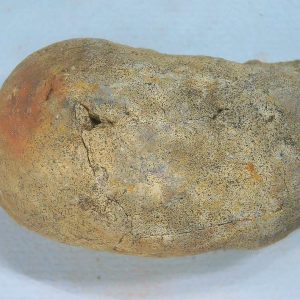 Genuine Triassic Age Dinosaur Coprolite Fossil for Sale from New Mexico #72