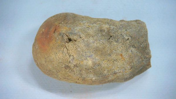 New Mexico Triassic Age Dinosaur Coprolite 72 | Fossils for Sale Genuine Triassic Age Dinosaur Coprolite Fossil for Sale from New Mexico #72