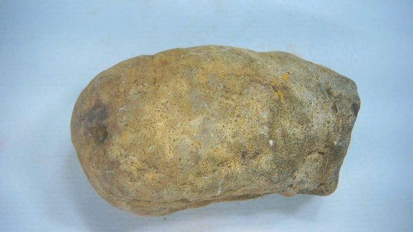 New Mexico Triassic Age Dinosaur Coprolite 72a | Fossils for Sale Genuine Triassic Age Dinosaur Coprolite Fossil for Sale from New Mexico #72a