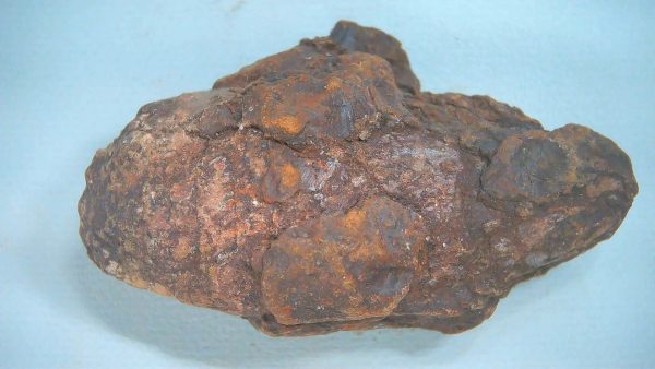 New Mexico Triassic Age Dinosaur Coprolite 73 | Fossils for Sale Genuine Triassic Age Dinosaur Coprolite Fossil for Sale from New Mexico #73