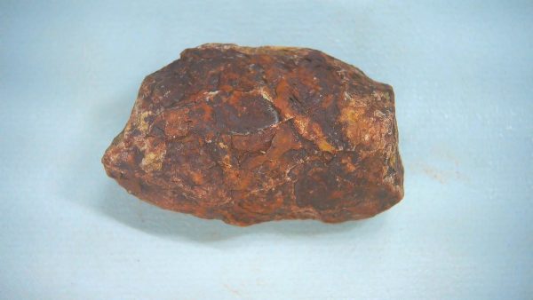 New Mexico Triassic Age Dinosaur Coprolite 74a | Fossils for Sale Genuine Triassic Age Dinosaur Coprolite Fossil for Sale from New Mexico #74a