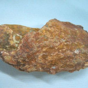 Genuine Triassic Age Dinosaur Coprolite Fossil for Sale from New Mexico #76