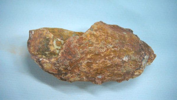 New Mexico Triassic Age Dinosaur Coprolite 76 | Fossils for Sale Genuine Triassic Age Dinosaur Coprolite Fossil for Sale from New Mexico #76
