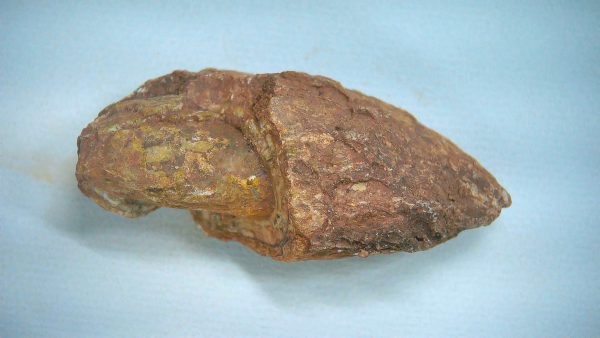 New Mexico Triassic Age Dinosaur Coprolite 76a | Fossils for Sale Genuine Triassic Age Dinosaur Coprolite Fossil for Sale from New Mexico #76a