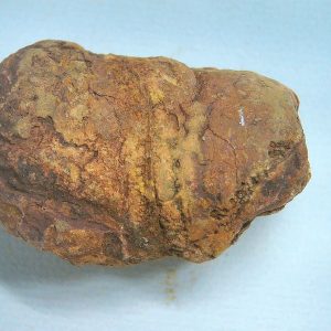 Genuine Triassic Age Dinosaur Coprolite Fossil for Sale from New Mexico #77
