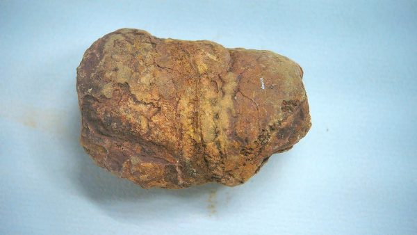 New Mexico Triassic Age Dinosaur Coprolite 77 | Fossils for Sale Genuine Triassic Age Dinosaur Coprolite Fossil for Sale from New Mexico #77