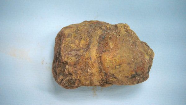 New Mexico Triassic Age Dinosaur Coprolite 77a | Fossils for Sale Genuine Triassic Age Dinosaur Coprolite Fossil for Sale from New Mexico #77a