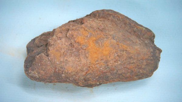 New Mexico Triassic Age Dinosaur Coprolite 79 | Fossils for Sale Genuine Triassic Age Dinosaur Coprolite Fossil for Sale from New Mexico #79