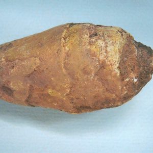 Genuine Triassic Age Dinosaur Coprolite Fossil for Sale from New Mexico #80
