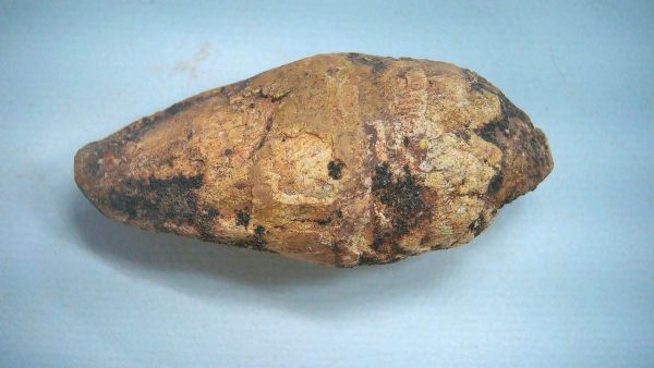 New Mexico Triassic Age Dinosaur Coprolite 80a | Fossils for Sale Genuine Triassic Age Dinosaur Coprolite Fossil for Sale from New Mexico #80a