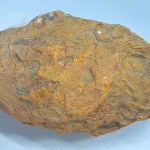 Genuine Triassic Age Dinosaur Coprolite Fossil for Sale from New Mexico #81