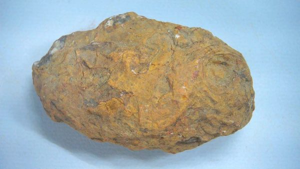 New Mexico Triassic Age Dinosaur Coprolite 81 | Fossils for Sale Genuine Triassic Age Dinosaur Coprolite Fossil for Sale from New Mexico #81