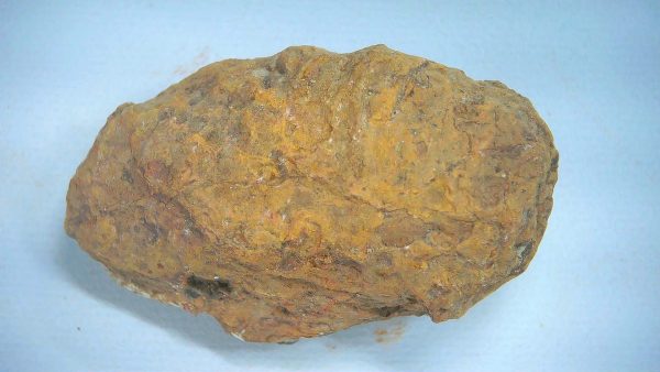 New Mexico Triassic Age Dinosaur Coprolite 81a | Fossils for Sale Genuine Triassic Age Dinosaur Coprolite Fossil for Sale from New Mexico #81a