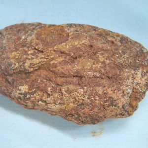 Genuine Triassic Age Dinosaur Coprolite Fossil for Sale from New Mexico #82