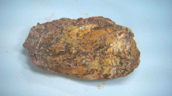 New Mexico Triassic Age Dinosaur Coprolite 82a | Fossils for Sale Genuine Triassic Age Dinosaur Coprolite Fossil for Sale from New Mexico #82a