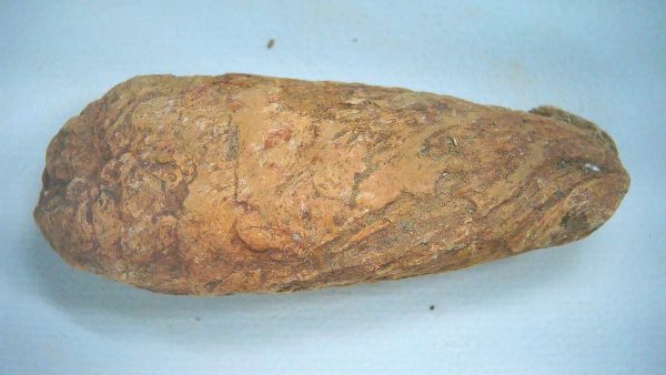 New Mexico Triassic Age Dinosaur Coprolite 83a | Fossils for Sale Genuine Triassic Age Dinosaur Coprolite Fossil for Sale from New Mexico #83a