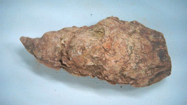New Mexico Triassic Age Dinosaur Coprolite 84 | Fossils for Sale Genuine Triassic Age Dinosaur Coprolite Fossil for Sale from New Mexico #84