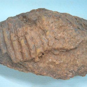 Genuine Triassic Age Dinosaur Coprolite Fossil for Sale from New Mexico #85