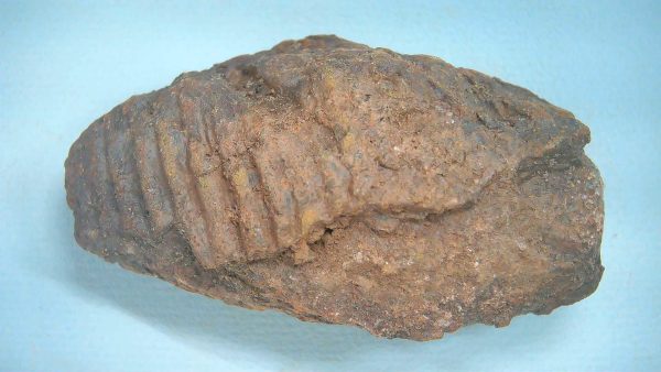 New Mexico Triassic Age Dinosaur Coprolite 85 | Fossils for Sale Genuine Triassic Age Dinosaur Coprolite Fossil for Sale from New Mexico #85