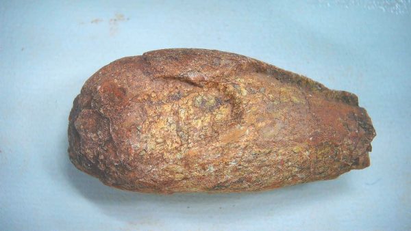 New Mexico Triassic Age Dinosaur Coprolite 89a | Fossils for Sale Genuine Triassic Age Dinosaur Coprolite Fossil for Sale from New Mexico #89a