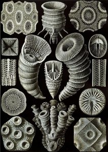 Rugose Coral