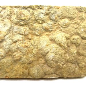 Genuine Precambrian Age Nemiana simplex Jellyfish Fossil for Sale from Ukraine #27