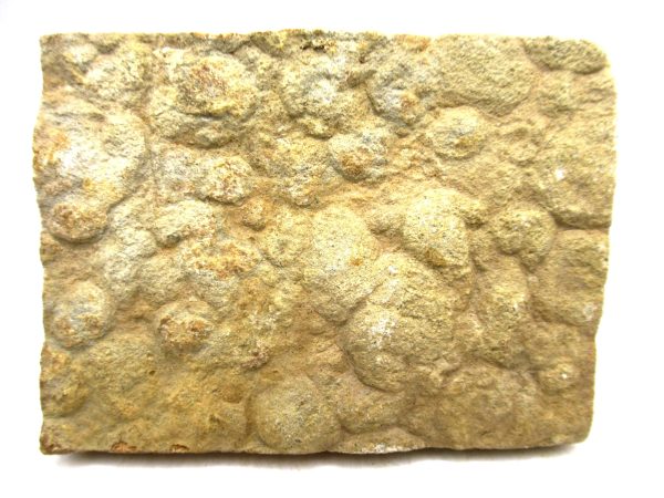 Ukraine Precambrian Nemiana simplex Jellyfish 27 | Fossils for Sale Genuine Precambrian Age Nemiana simplex Jellyfish Fossil for Sale from Ukraine #27