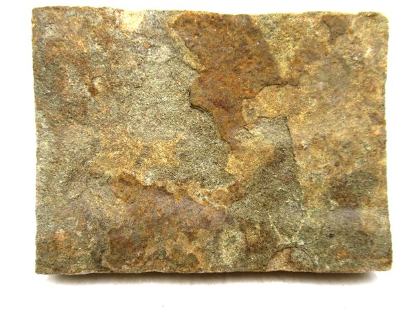 Ukraine Precambrian Nemiana simplex Jellyfish 27a | Fossils for Sale Genuine Precambrian Age Nemiana simplex Jellyfish Fossil for Sale from Ukraine #27a