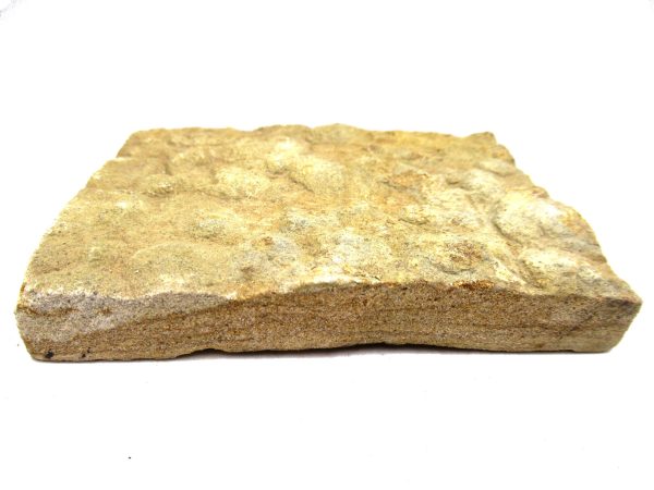 Ukraine Precambrian Nemiana simplex Jellyfish 27b | Fossils for Sale Genuine Precambrian Age Nemiana simplex Jellyfish Fossil for Sale from Ukraine #27b