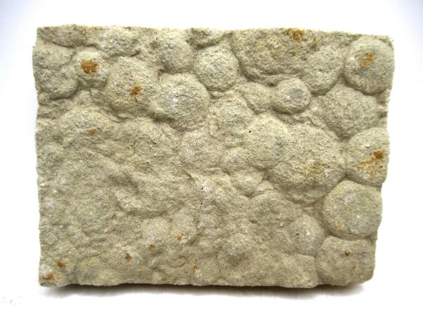 Ukraine Precambrian Nemiana simplex Jellyfish 29 | Fossils for Sale Genuine Precambrian Age Nemiana simplex Jellyfish Fossil for Sale from Ukraine #29