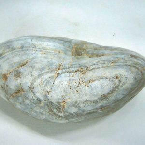 Genuine Jurassic Age Dinosaur Gastrolith Fossil for Sale from Utah #43