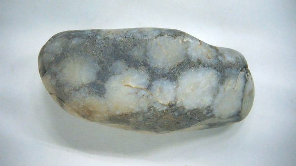 Utah Jurassic Age Dinosaur Gastrolith 44 | Fossils for Sale Genuine Jurassic Age Dinosaur Gastrolith Fossil for Sale from Utah #44