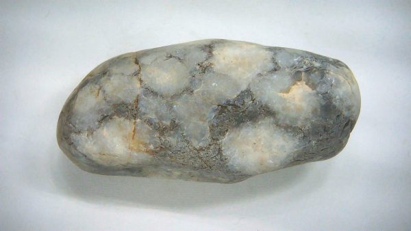 Utah Jurassic Age Dinosaur Gastrolith 44a | Fossils for Sale Genuine Jurassic Age Dinosaur Gastrolith Fossil for Sale from Utah #44a